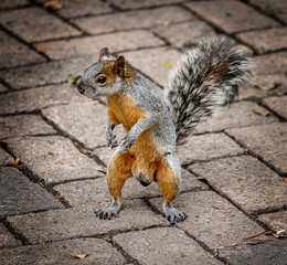 Naklejka na ściany i meble squirrel in the park