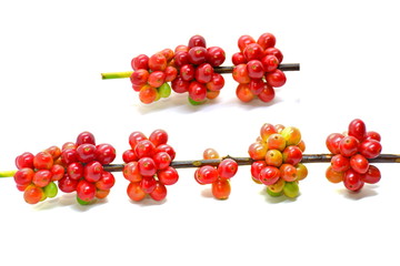 Coffee berries on branch on white background.