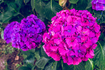 Pink and purple Hydrangea flower (Hydrangea macrophylla) blooming in spring