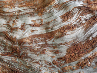 Naklejka premium Detail of red oak Bark eroded by time, tree of a centuries-old park. Textures and scratches on the bark with moss caused by time.
