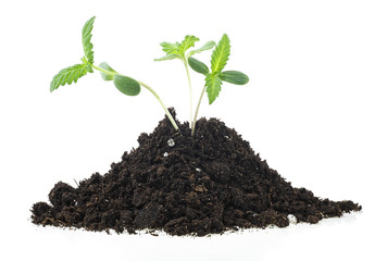 Sprouts of hemp cannabis marijuana growing from soil, white background.
