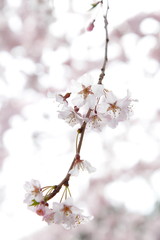 満開の桜 