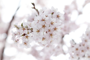 満開の桜 