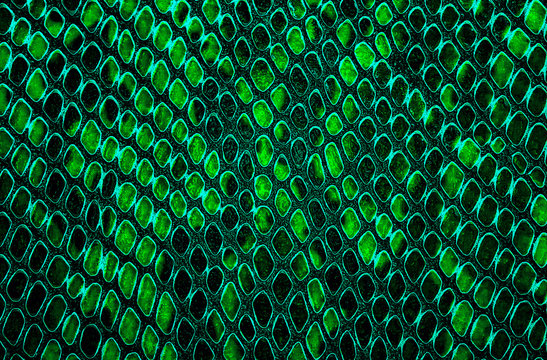 Snake skin background. Green color.