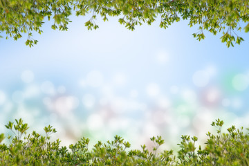 Green leaves in blurred and bokeh light background,Leaf and copy space.spring concept.frame of nature