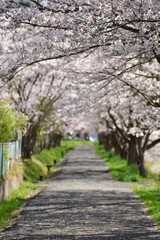 桜並木
