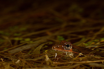 ヤマアカガエル