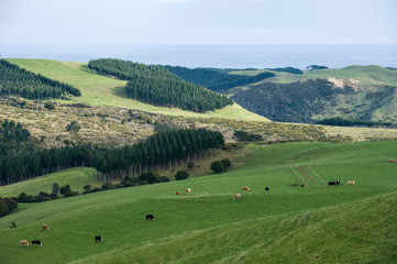 Fototapeta na wymiar ニュージーランドの風景