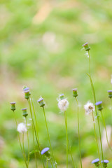 Meadow grass in nature and blur blackground,copy space