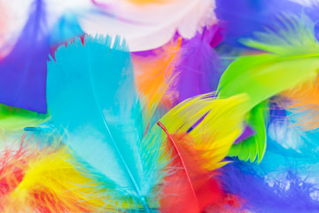 Fototapeta na wymiar Close up of soft colorful feather