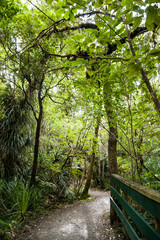 ニュージーランドの森