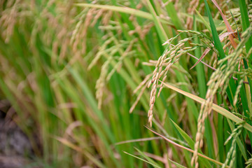 Closeup of rice in rice fields in Asia, Thailand