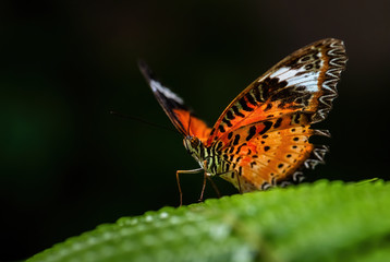 Leopard Lacewing - Cethosia cyane, beautiful orange and red butterfly from East Asian forests, Malaysia.