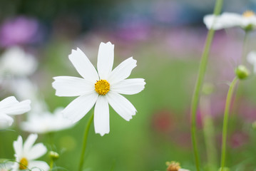Innocent white flower stand out beautifully from green leaves background