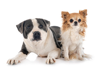 staffordshire bull terrier and chihuahua