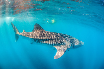 Snorkelers Swimming with a Huge Whale Shark in Crystal Clear Water