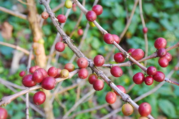 Coffee berries on branch and leaves coffee in plantation.