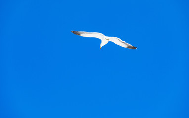 Seagull flying off the coast of False Bay, Cape Town South Africa