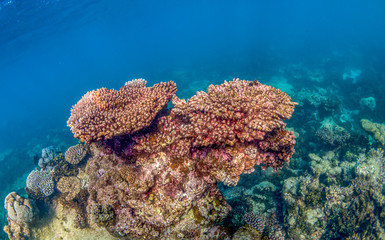 Colorful Hard Coral Reef in Clear Blue Water
