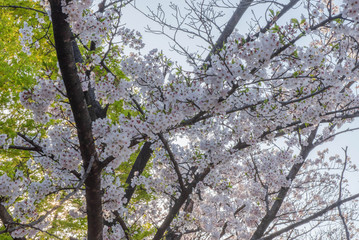 サクラと新緑のモミジ