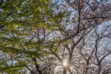 サクラと新緑のモミジ