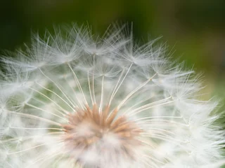 Fototapete Close up of a dandelion flower © jayanta