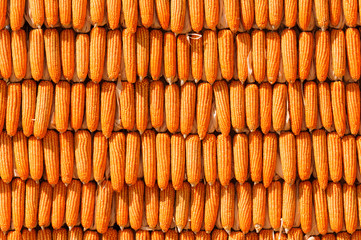 Corn colorful thailand