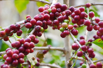 Coffee berries on branch and leaves coffee in plantation.