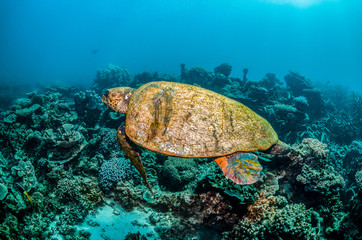 Turtle Swimming in the Wild Among Colorful Coral Reef