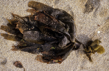 Laminaire à bulbe, Saccorhiza polyschide