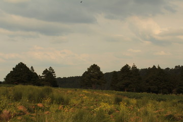 Hermosa tarde en el bosque (In the forest, country, camp)