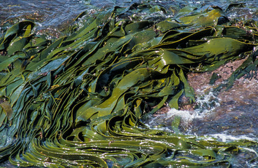 Algue géante, Macrocystis pyrifera, Iles Falkland, Iles Malouines
