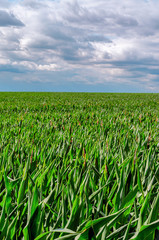 Young and beautiful corn on a background of blue sky.