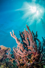 Fototapeta na wymiar Colorful Hard Coral Reef in Clear Blue Water