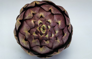 Fototapeta premium Artichaut, variete Viola, Cynara scolymus