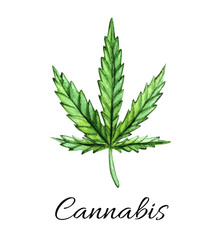A green branch of Cannabis sativa. Cannabis indica, Marijuana medicinal plant with leaves. Watercolor hand drawn painting illustration isolated on a white background.
