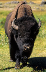 Bison d'Amérique, Bison bison, Parc national du Yellowstone , USA