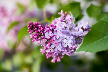 Flowering lilac bushes in the spring garden on a bright sunny day.
Blooming spring purple violet flowers. Lilac flower springtime landscape. 