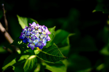 hydrangea close-up