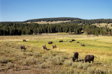 Bison d'Amérique, Bison bison, Parc national du Yellowstone , USA