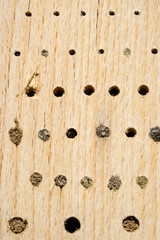Differently closed nesting tubes in an artificial nesting aid (insect hotel)