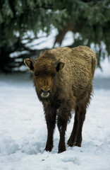 Bison d'Europe, Bison bonasus