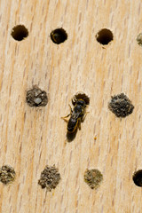 Small wild bee at her nesting tube in an artificial nesting aid (insect hotel)