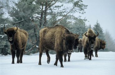 Bison d'Europe, Bison bonasus