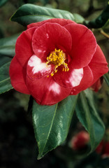 camélia du Japon, Camellia Japonica, variete Madame Picouline