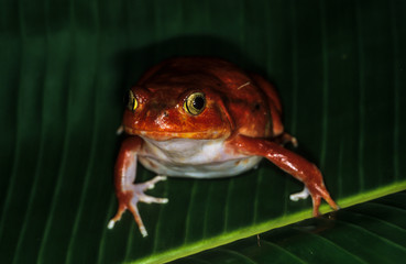 Crapaud rouge de Madagascar, Dyscophus antongilii
