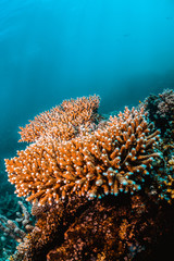 Naklejka na ściany i meble Colorful Coral Reef in Tropical Blue Water