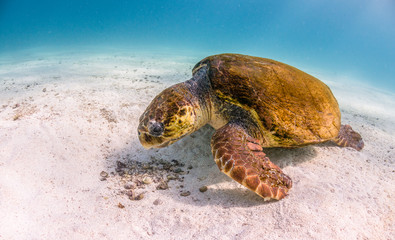 Loggerhead Sea Turtle Swimming Over Sandy Sea Bed