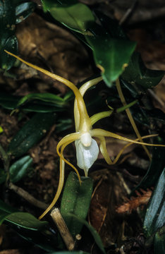 Orchid&eacute;e, Angraecum expansum, Ile de la R&eacute;union