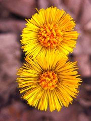 two yellow round tussilago coltsfoot, foalfoot flowers